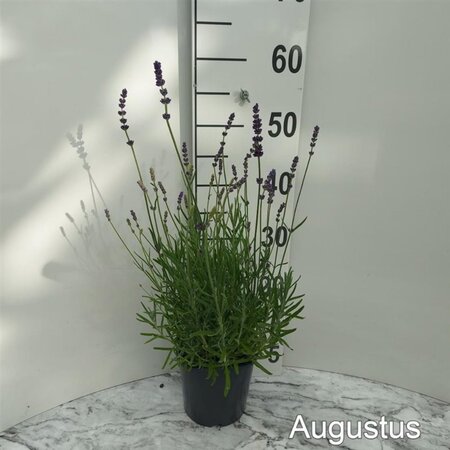Lavandula ang. 'Hidcote' geen maat specificatie cont. 2,0L - afbeelding 4