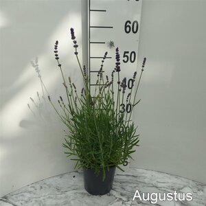 Lavandula ang. 'Hidcote' geen maat specificatie cont. 2,0L - afbeelding 4
