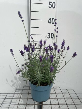 Lavandula ang. 'Hidcote' geen maat specificatie cont. 2,0L - afbeelding 6