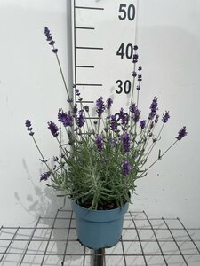 Lavandula ang. 'Hidcote' geen maat specificatie cont. 2,0L - afbeelding 6