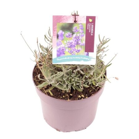 Lavandula ang. 'Hidcote' geen maat specificatie cont. 2,0L - afbeelding 8