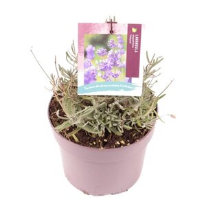 Lavandula ang. 'Hidcote' geen maat specificatie cont. 2,0L - afbeelding 8