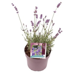 Lavandula ang. 'Hidcote' geen maat specificatie cont. 2,0L - image 2