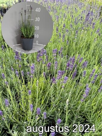 Lavandula ang. 'Hidcote' geen maat specificatie cont. 2,0L - image 8