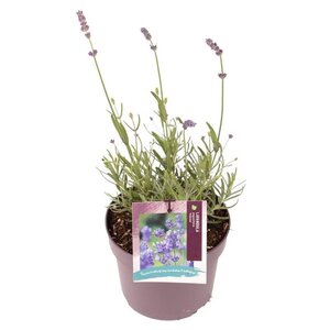 Lavandula ang. 'Hidcote' geen maat specificatie cont. 2,0L - image 9