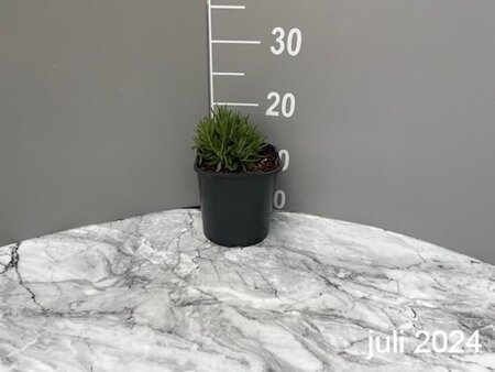 Lavandula ang. 'Hidcote' geen maat specificatie cont. 2,0L - image 7