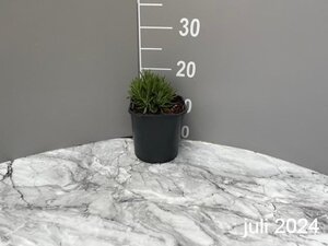 Lavandula ang. 'Hidcote' geen maat specificatie cont. 2,0L - image 7