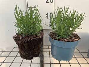 Lavandula ang. 'Hidcote' geen maat specificatie cont. 2,0L