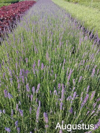 Lavandula ang. 'Hidcote' geen maat specificatie cont. 2,0L - image 6
