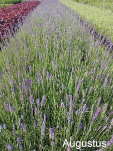 Lavandula ang. 'Hidcote' geen maat specificatie cont. 2,0L - image 6