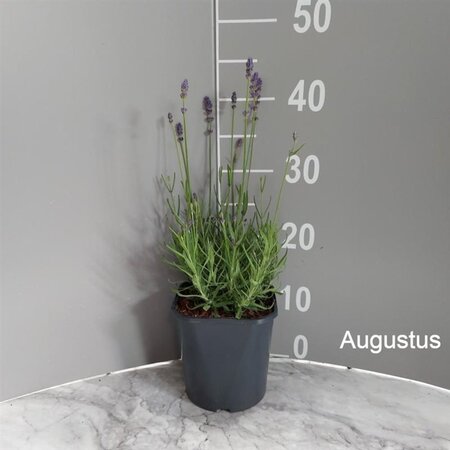 Lavandula ang. 'Hidcote' geen maat specificatie cont. 2,0L - image 5
