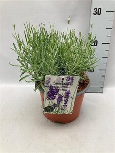 Lavandula ang. 'Hidcote' geen maat specificatie cont. 2,0L - image 13