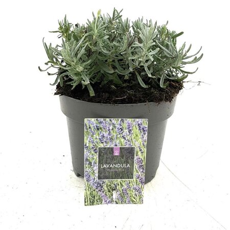 Lavandula ang. 'Hidcote' geen maat specificatie cont. 2,0L - image 12
