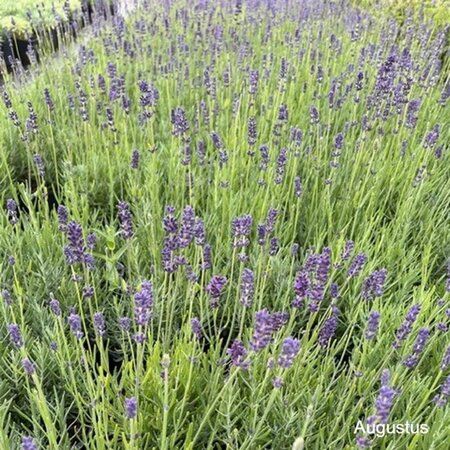 Lavandula ang. 'Hidcote' geen maat specificatie cont. 2,0L - image 3