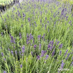 Lavandula ang. 'Hidcote' geen maat specificatie cont. 2,0L - image 3