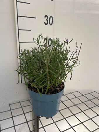 Lavandula ang. 'Hidcote' geen maat specificatie cont. 2,0L - image 7