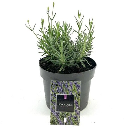 Lavandula ang. 'Hidcote' geen maat specificatie cont. 2,0L - image 2