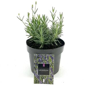 Lavandula ang. 'Hidcote' geen maat specificatie cont. 2,0L - image 2