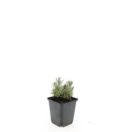 Lavandula ang. 'Hidcote' geen maat specificatie 0,55L/P9cm - afbeelding 3