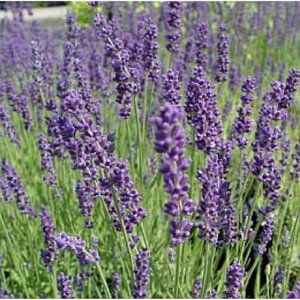 Lavandula ang. 'Hidcote' geen maat specificatie 0,55L/P9cm - afbeelding 6