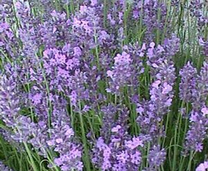Lavandula ang. 'Hidcote' geen maat specificatie 0,55L/P9cm - afbeelding 5