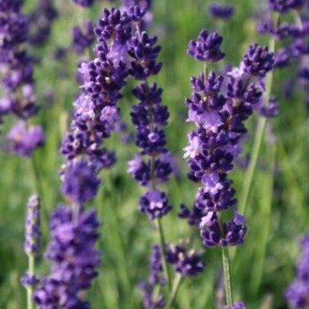Lavandula ang. 'Hidcote' geen maat specificatie 0,55L/P9cm - afbeelding 4