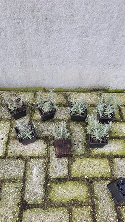 Lavandula ang. 'Hidcote' geen maat specificatie 0,55L/P9cm - afbeelding 7