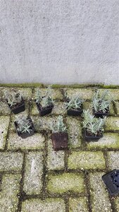 Lavandula ang. 'Hidcote' geen maat specificatie 0,55L/P9cm - afbeelding 7