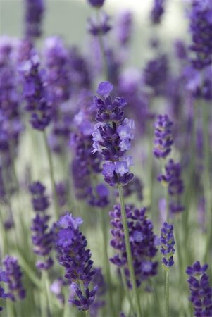 Lavandula ang. 'Hidcote' geen maat specificatie 0,55L/P9cm - afbeelding 5