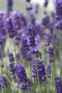 Lavandula ang. 'Hidcote' geen maat specificatie 0,55L/P9cm - afbeelding 5
