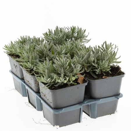 Lavandula ang. 'Hidcote' geen maat specificatie 0,55L/P9cm - afbeelding 18