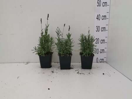 Lavandula ang. 'Hidcote' geen maat specificatie 0,55L/P9cm - afbeelding 9