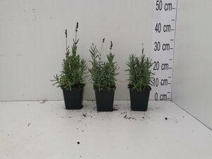 Lavandula ang. 'Hidcote' geen maat specificatie 0,55L/P9cm - afbeelding 9