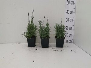 Lavandula ang. 'Hidcote' geen maat specificatie 0,55L/P9cm - afbeelding 10