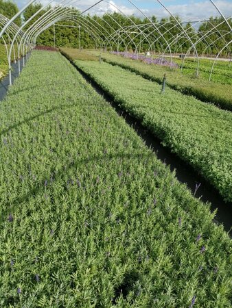 Lavandula ang. 'Hidcote' geen maat specificatie 0,55L/P9cm - afbeelding 21