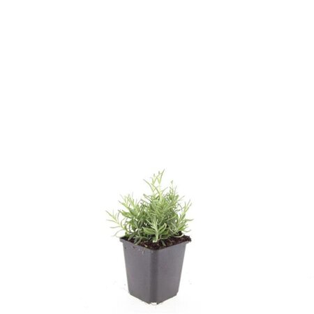 Lavandula ang. 'Hidcote' geen maat specificatie 0,55L/P9cm - afbeelding 5