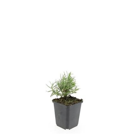 Lavandula ang. 'Hidcote' geen maat specificatie 0,55L/P9cm - afbeelding 6