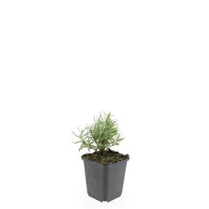 Lavandula ang. 'Hidcote' geen maat specificatie 0,55L/P9cm - afbeelding 6