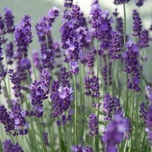 Lavandula ang. 'Hidcote' geen maat specificatie 0,55L/P9cm - afbeelding 3