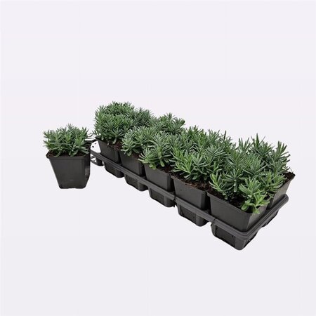 Lavandula ang. 'Hidcote' geen maat specificatie 0,55L/P9cm - afbeelding 11