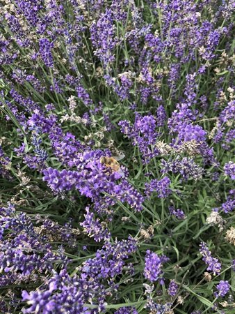 Lavandula ang. 'Hidcote' geen maat specificatie 0,55L/P9cm - afbeelding 12