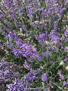 Lavandula ang. 'Hidcote' geen maat specificatie 0,55L/P9cm - afbeelding 12