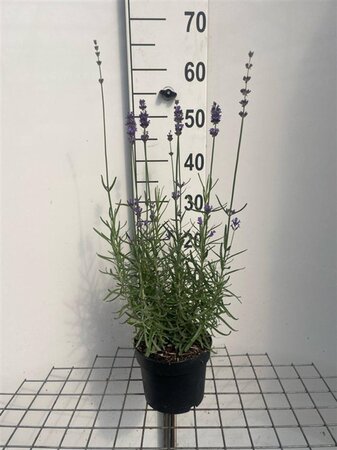 Lavandula ang. 'Munstead' geen maat specificatie cont. 2,0L - afbeelding 4