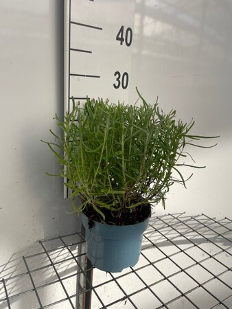 Lavandula ang. 'Munstead' geen maat specificatie cont. 2,0L - afbeelding 3