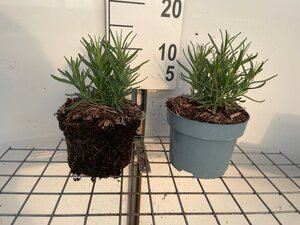 Lavandula ang. 'Munstead' geen maat specificatie cont. 2,0L