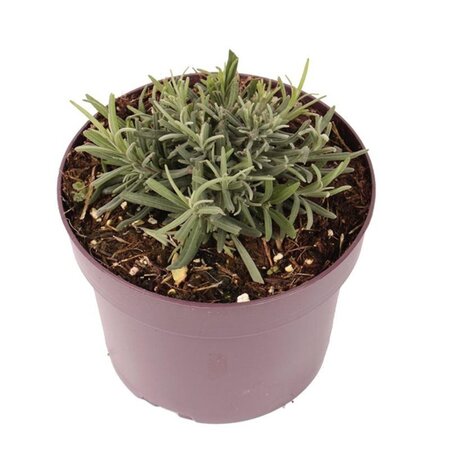 Lavandula ang. 'Munstead' geen maat specificatie cont. 2,0L - afbeelding 3