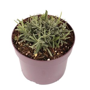 Lavandula ang. 'Munstead' geen maat specificatie cont. 2,0L - afbeelding 3