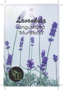 Lavandula ang. 'Munstead' geen maat specificatie cont. 2,0L - afbeelding 2