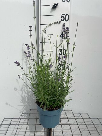 Lavandula ang. 'Munstead' geen maat specificatie cont. 2,0L - image 2
