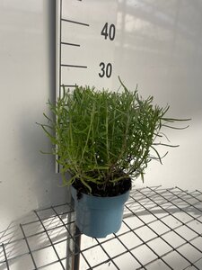 Lavandula ang. 'Munstead' geen maat specificatie cont. 2,0L - image 3
